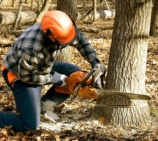 Tree Removal in Houlka, MS